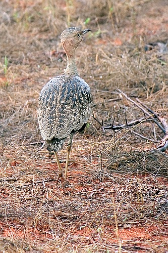 Kenia (407)